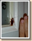 So here it is, the mandatory cockroach picture -- argh!